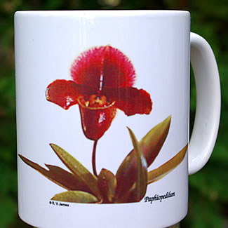 mug DS-064 Paphiopedilum 7098.jpg